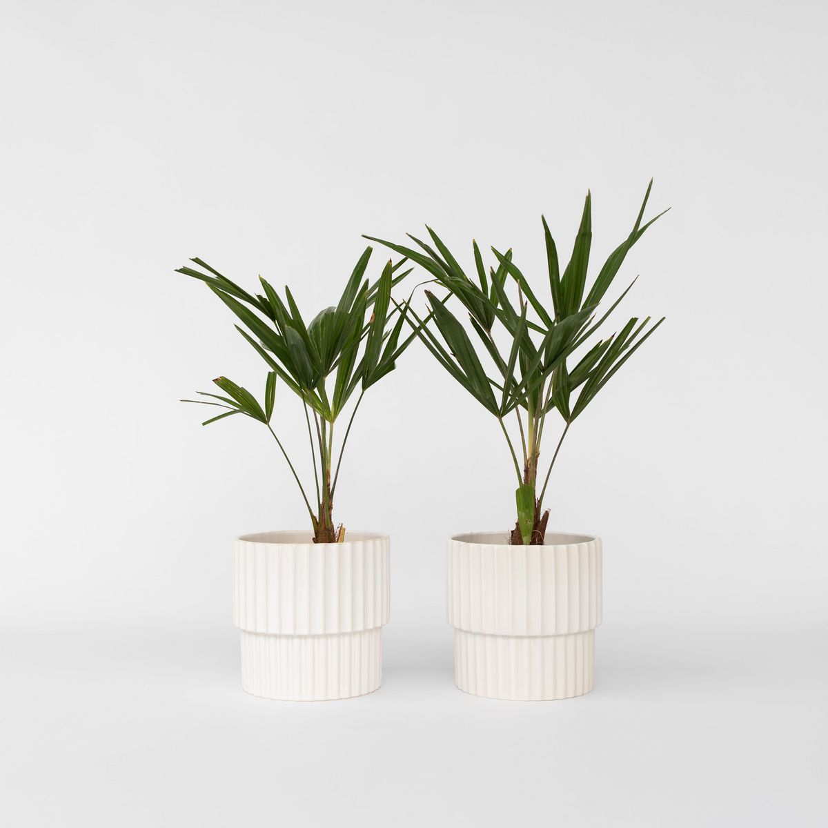 PLANT IN A BOX Palmier de Chine - Set de 2 - Trachycarpus Fortunei - Hauteur 35-45cm - ⌀15cm