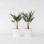Voir la diapositive 6 : PLANT IN A BOX Palmier de Chine - Set de 2 - Trachycarpus Fortunei - Hauteur 35-45cm - ⌀15cm