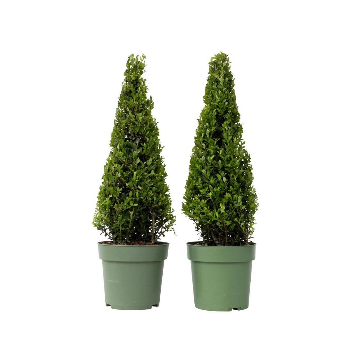 PLANT IN A BOX Houx crenelé - Set de 2 - Ilex crenata 'Jenny' - Hauteur 55-65cm - ⌀21cm