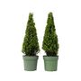 Voir la diapositive 1 : PLANT IN A BOX Houx crenelé - Set de 2 - Ilex crenata 'Jenny' - Hauteur 55-65cm - ⌀21cm