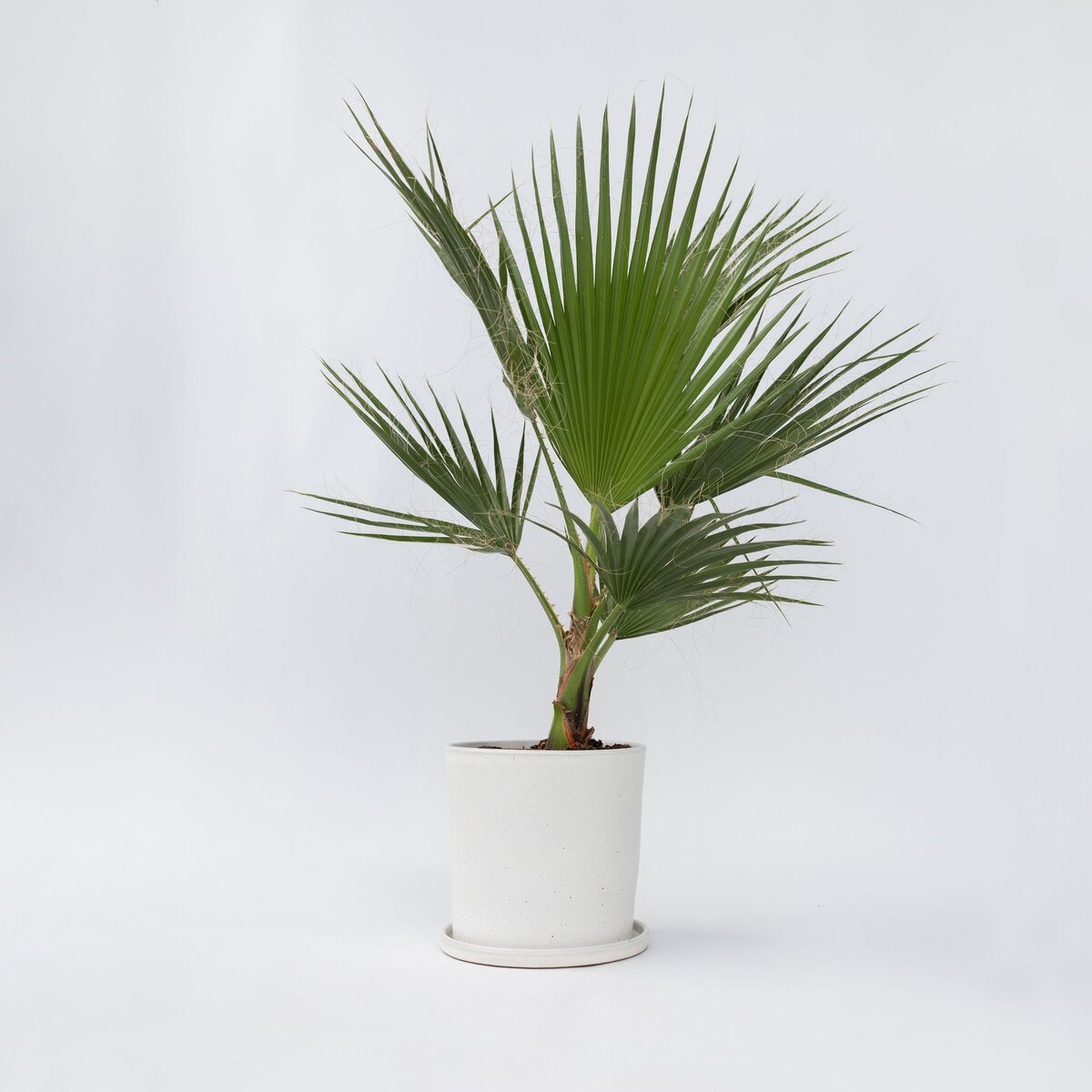 PLANT IN A BOX Palmier de Washington - Washingtonia robusta - Hauteur 70-90cm - ⌀21cm