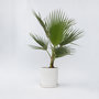 Voir la diapositive 6 : PLANT IN A BOX Palmier de Washington - Washingtonia robusta - Hauteur 70-90cm - ⌀21cm