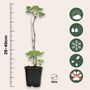 Voir la diapositive 2 : PLANT IN A BOX Framboisier - Set de 3 - Rubus ideaus 'Autumn Bliss' - Hauteur 25-40cm - ⌀9cm