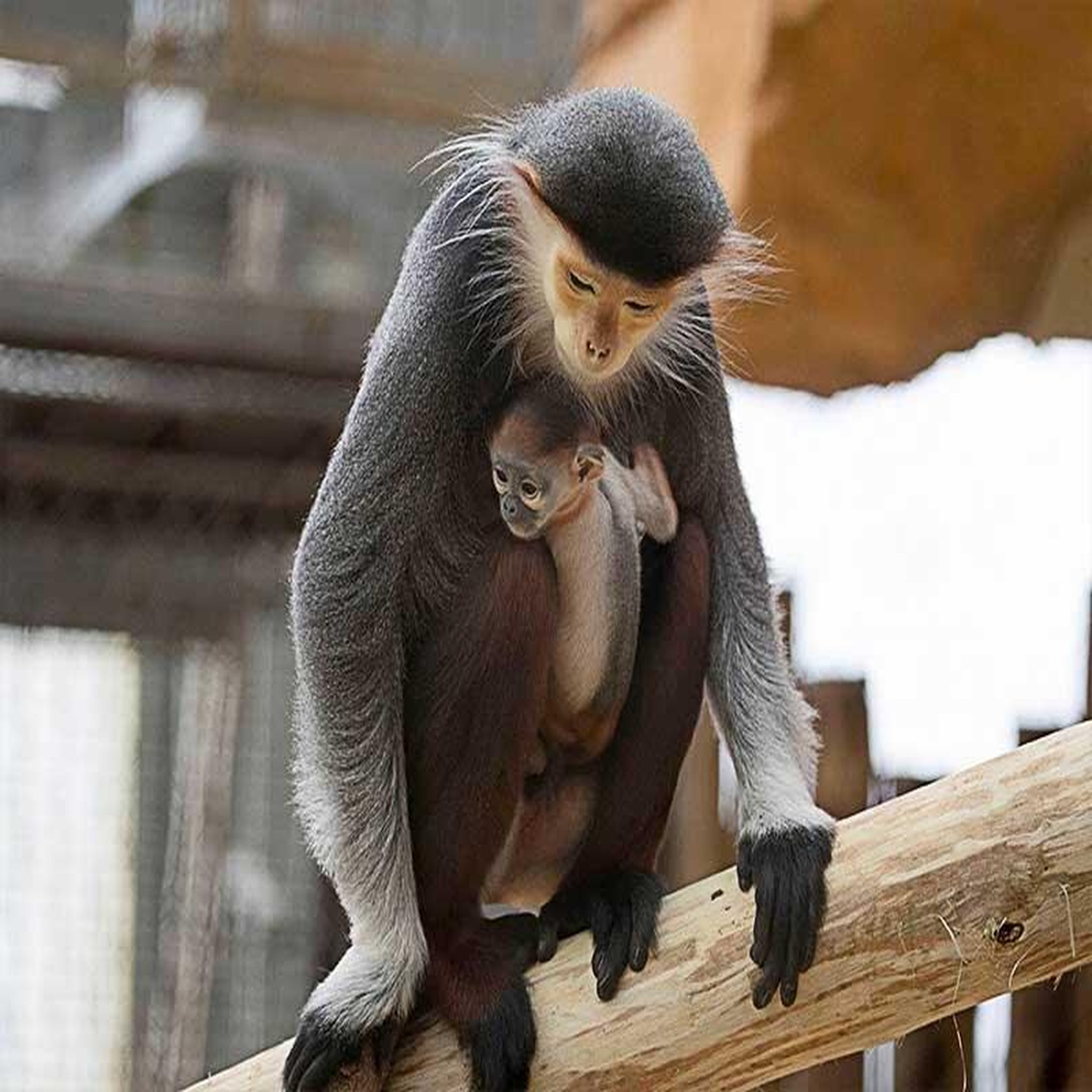 Voir la diapositive 5 : Smartbox Zooparc de beauval 2026 : entrée 1 adulte (1 journée) - coffret cadeau multi-thèmes