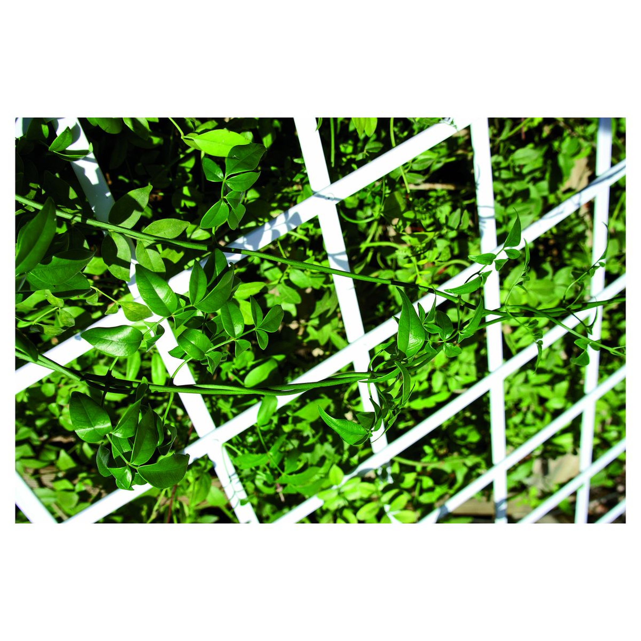 Voir la diapositive 1 : Catral Treillis pvc extensible 1mx2m blanc