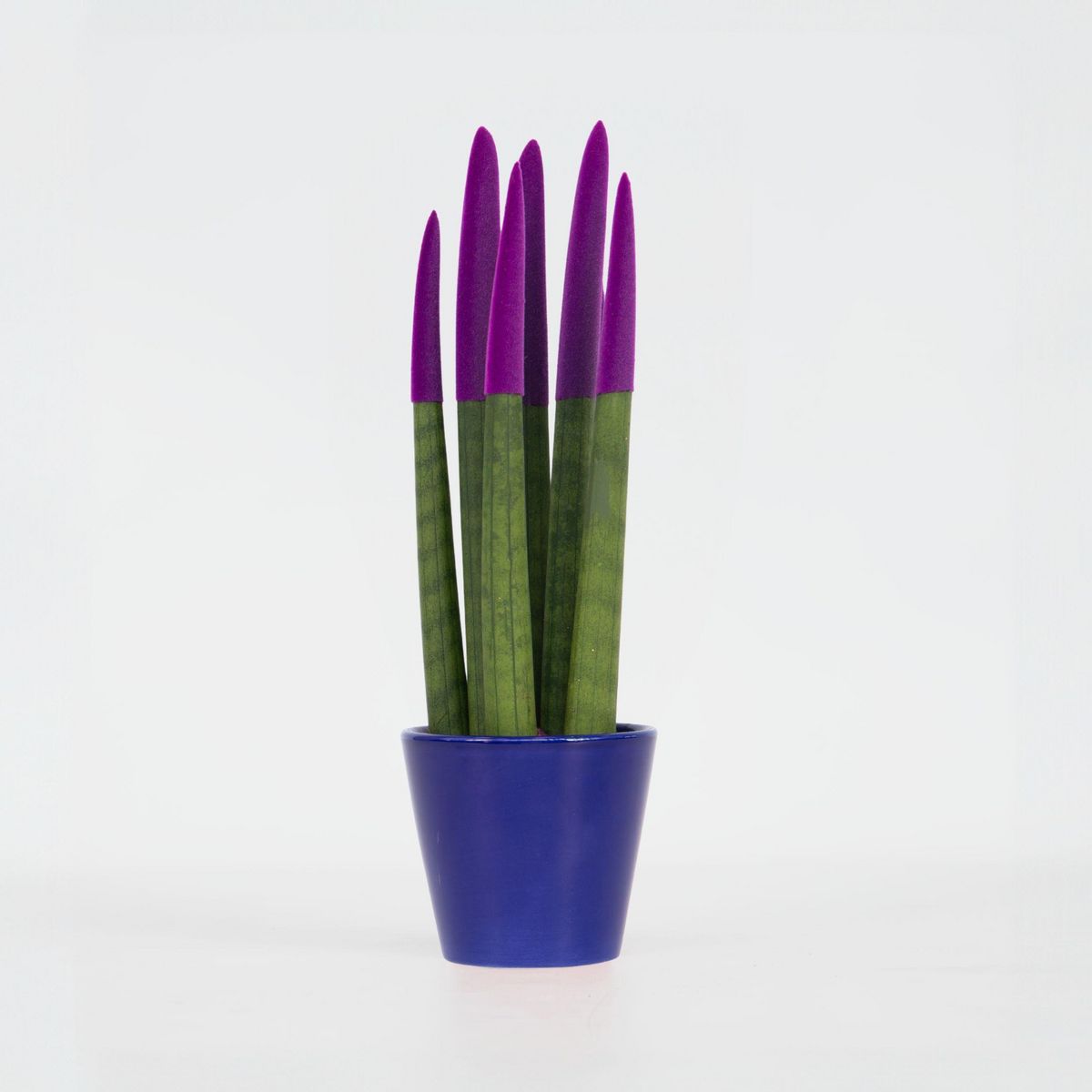 PLANT IN A BOX Sansevieria cylindrique - Hauteur 20-40cm - Pot 9cm