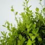 Voir la diapositive 3 : PLANT IN A BOX Houx crenelé - Set de 48 - Ilex crenata 'Jenny' - Hauteur 10-20cm - ⌀9cm