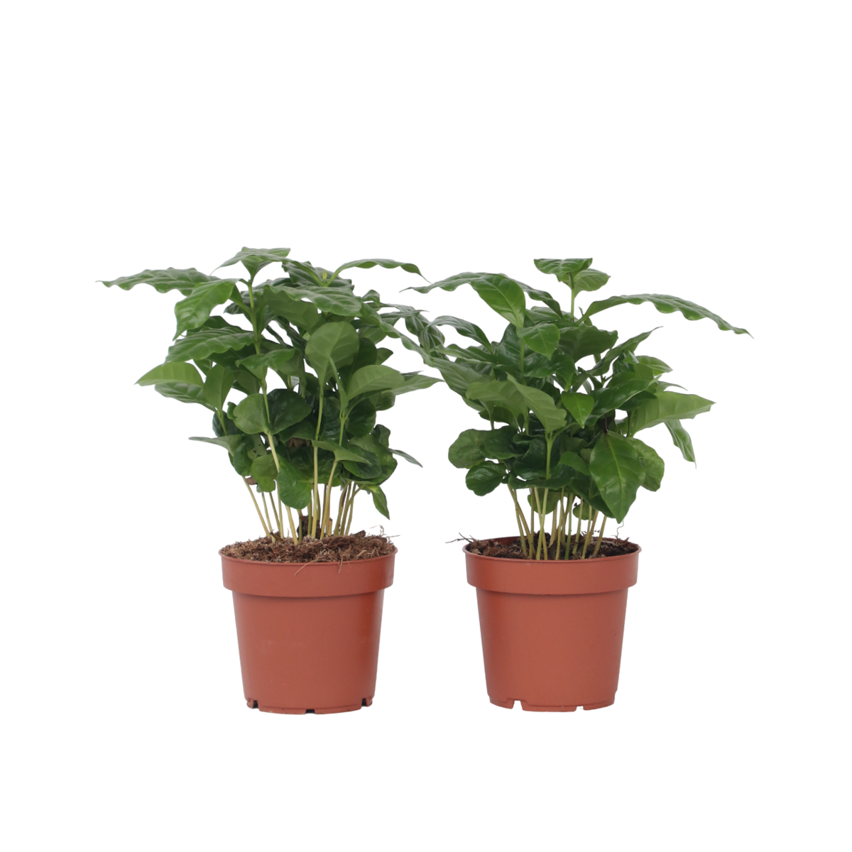 PLANT IN A BOX Caféier - Set de 4 - Coffea arabica - Hauteur 25-40cm - ⌀12cm