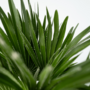 Voir la diapositive 3 : PLANT IN A BOX Palmier nain - Set de 2 - Chamaerops 'Vulcano' - Hauteur 35-45cm - ⌀19cm