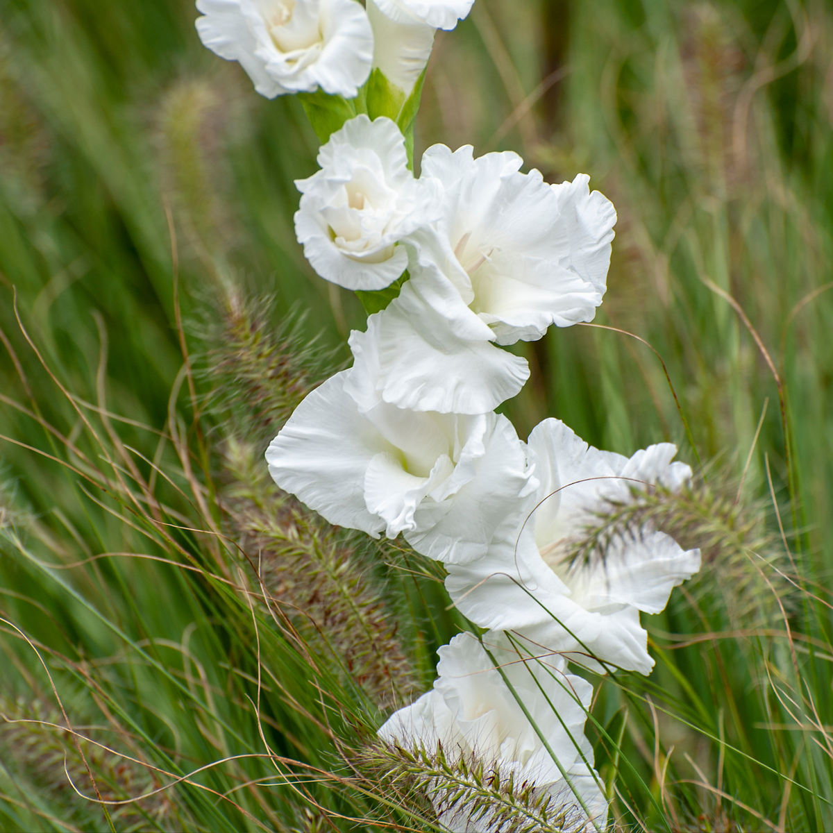 PLANT IN A BOX Glaïeul - Set de 60 - Gladiolus Mix - Bulbes à fleurs