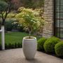 Voir la diapositive 4 : PLANT IN A BOX Érable du Japon - Set de 2 - Acer palmatum 'Ukigumo' - Hauteur 50-60cm - ⌀19cm