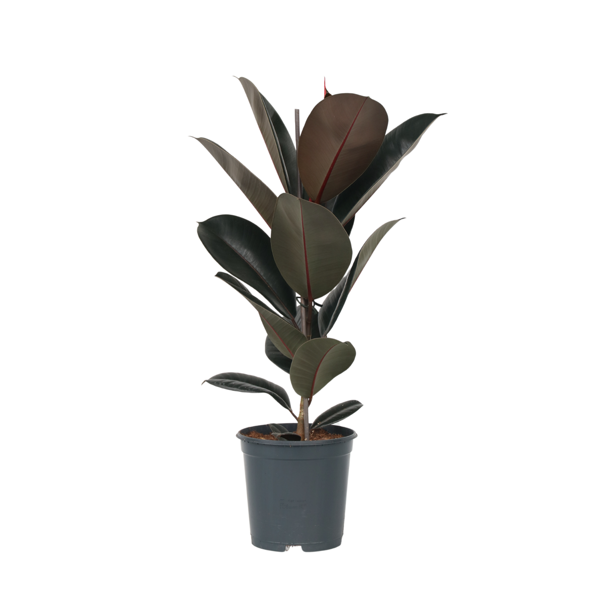 PLANT IN A BOX Caoutchouc - Ficus Elastica 'Abidjan' - Hauteur 75-100cm - ⌀24cm