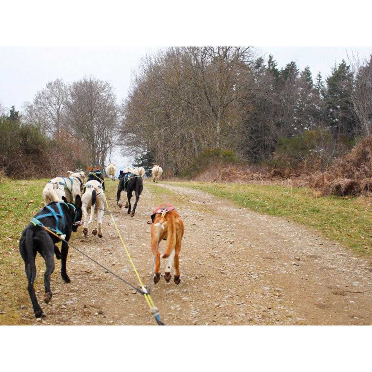 Smartbox Aventure insolite en famille : 1h de balade en Cani-Kart près de Clermont-Ferrand - Coffret Cadeau Sport & Aventure
