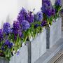 Voir la diapositive 5 : PLANT IN A BOX Jacinthe - Set de 25 - Hyacinthus 'Blue Trophy' - Bulbes à fleurs - Bleu