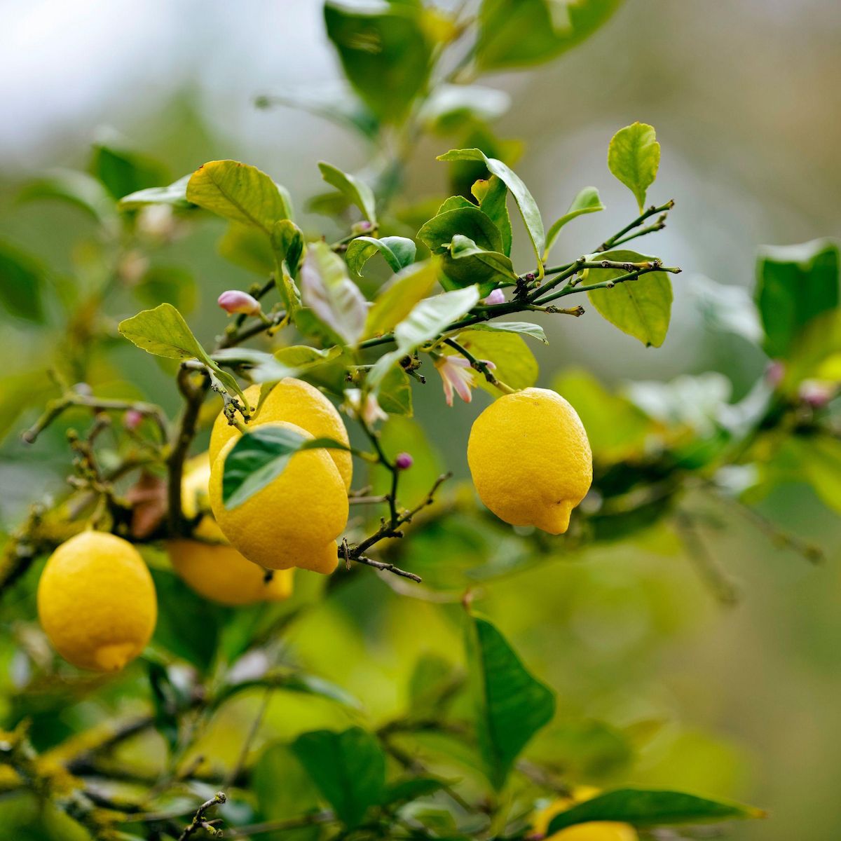 PLANT IN A BOX Citronnier - Lot de 3 - Citrus limon - Hauteur 25-40cm - ⌀9cm