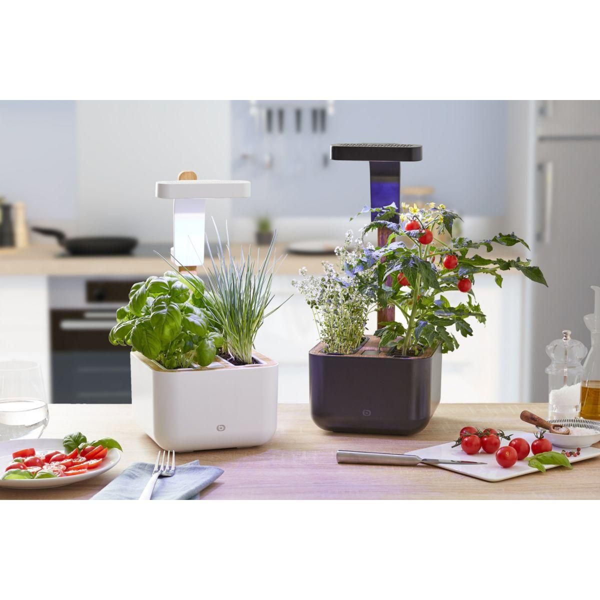 ESSENTIEL B Jardin d'intérieur Adam