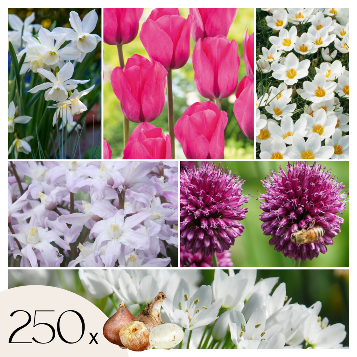 PLANT IN A BOX Mélange de bulbes pour le jardin - Set de 250 - Allium Narcissus Muscari, Tulipa