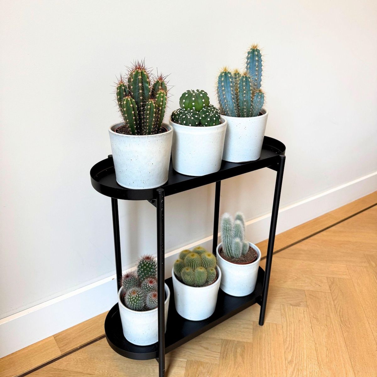 PLANT IN A BOX Mélange de cactus - Lot de 3 - Cactus - Hauteur 15-20cm - ⌀10,5cm