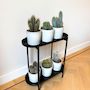 Voir la diapositive 5 : PLANT IN A BOX Mélange de cactus - Lot de 3 - Cactus - Hauteur 15-20cm - ⌀10,5cm