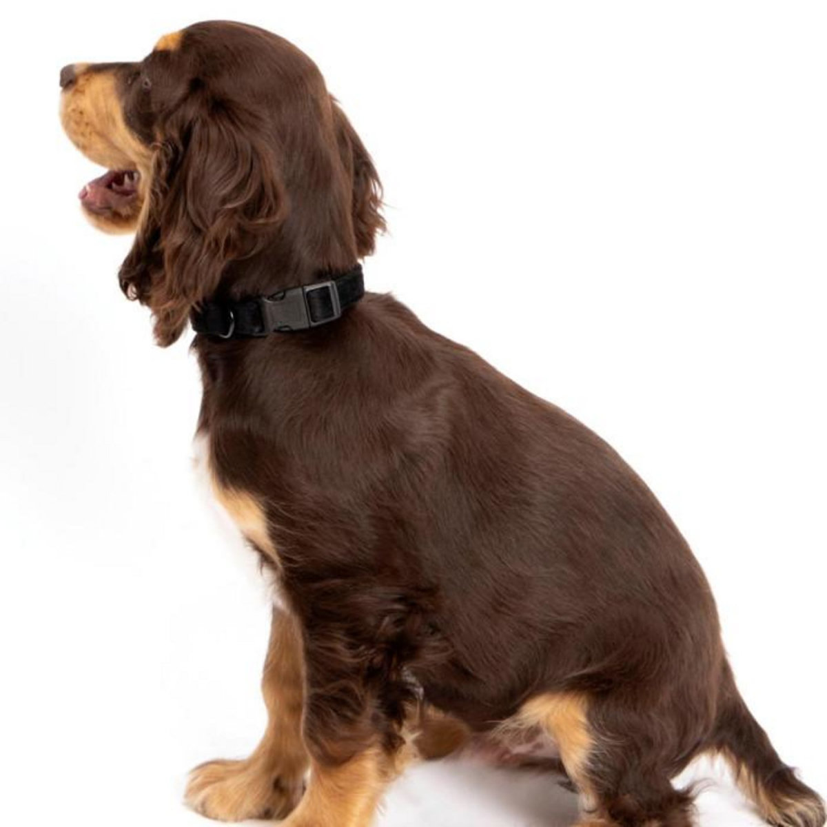 Paris Prix Collier pour Chien  Cosy Golden  40cm Jaune