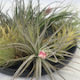 Voir la diapositive 4 : PLANT IN A BOX Plante aérienne - Set de 12 - Tillandsia - Hauteur 5-15cm - ⌀5cm