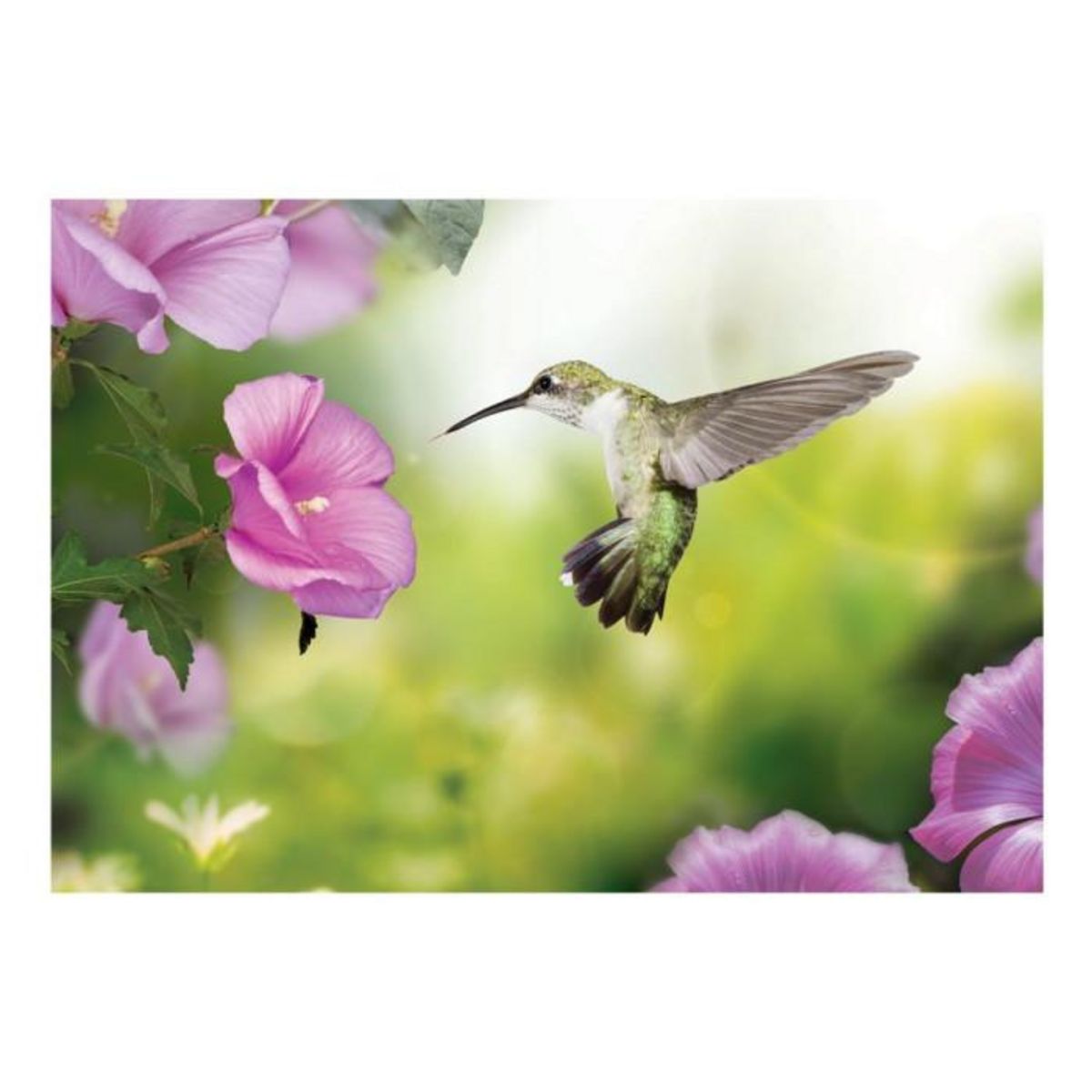 Paris Prix Papier Peint  Humming Bird