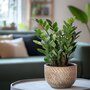 Voir la diapositive 5 : PLANT IN A BOX Plante ZZ - Zamioculcas Zamiifolia - Hauteur 55-65cm - ⌀17cm