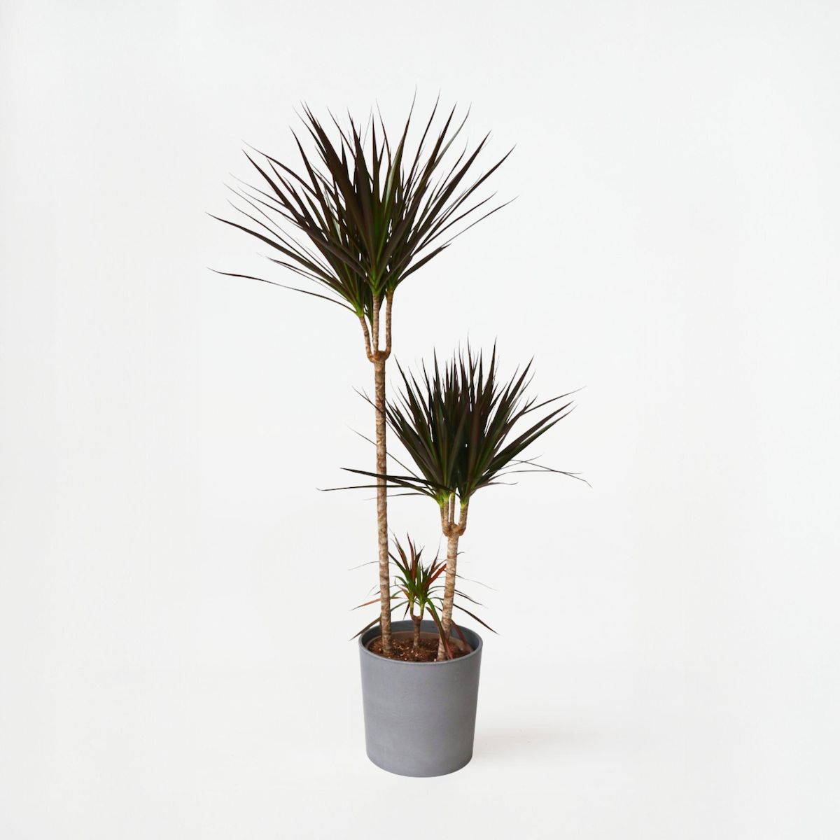 PLANT IN A BOX Dragonnier - Dracaena marginata 'Magenta' - Hauteur 110-130cm - ⌀24cm
