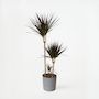 Voir la diapositive 6 : PLANT IN A BOX Dragonnier - Dracaena marginata 'Magenta' - Hauteur 110-130cm - ⌀24cm