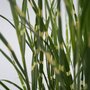 Voir la diapositive 3 : PLANT IN A BOX Roseau de Chine - Set de 2 - Miscanthus sinensis 'Zebrinus' - H20-30cm - ⌀23cm