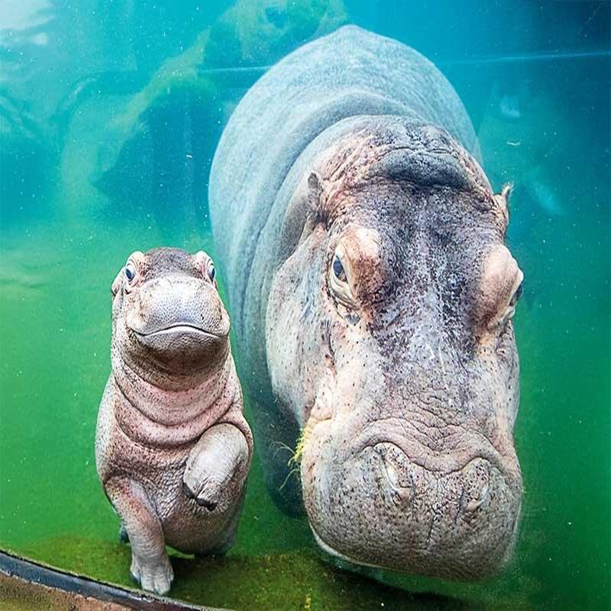 Voir la diapositive 3 : Smartbox Zooparc de beauval 2026 : entrées 1 adulte et 2 enfant (1 journée) - coffret cadeau multi-thèmes
