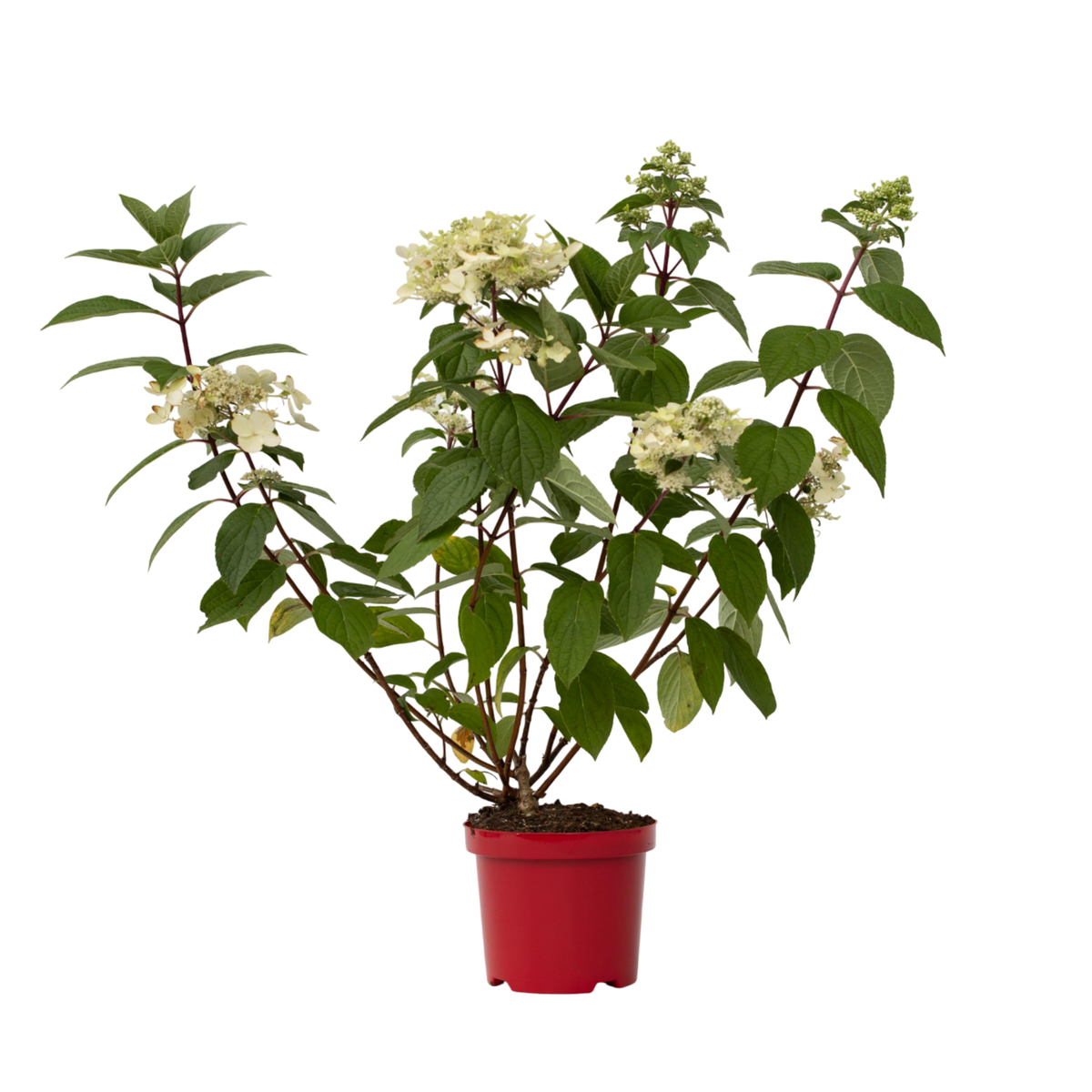 PLANT IN A BOX Hortensia - Hydrangea paniculata 'Wim's Red' - Hauteur 25-40cm - ⌀19cm
