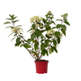 Voir la diapositive 1 : PLANT IN A BOX Hortensia - Hydrangea paniculata 'Wim's Red' - Hauteur 25-40cm - ⌀19cm