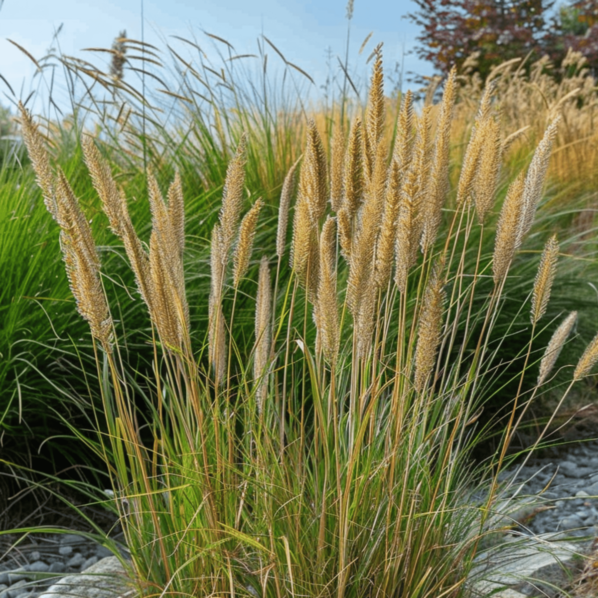 PLANT IN A BOX Calamagrostide - Set de 2 - Calamagrostis 'Overdam' - Hauteur 20-30cm - ⌀23cm