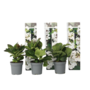 Voir la diapositive 1 : PLANT IN A BOX Hortensia - Set de 3 - Hydrangea macrophylla teller 'Benxi' - H25-40cm - ⌀9cm