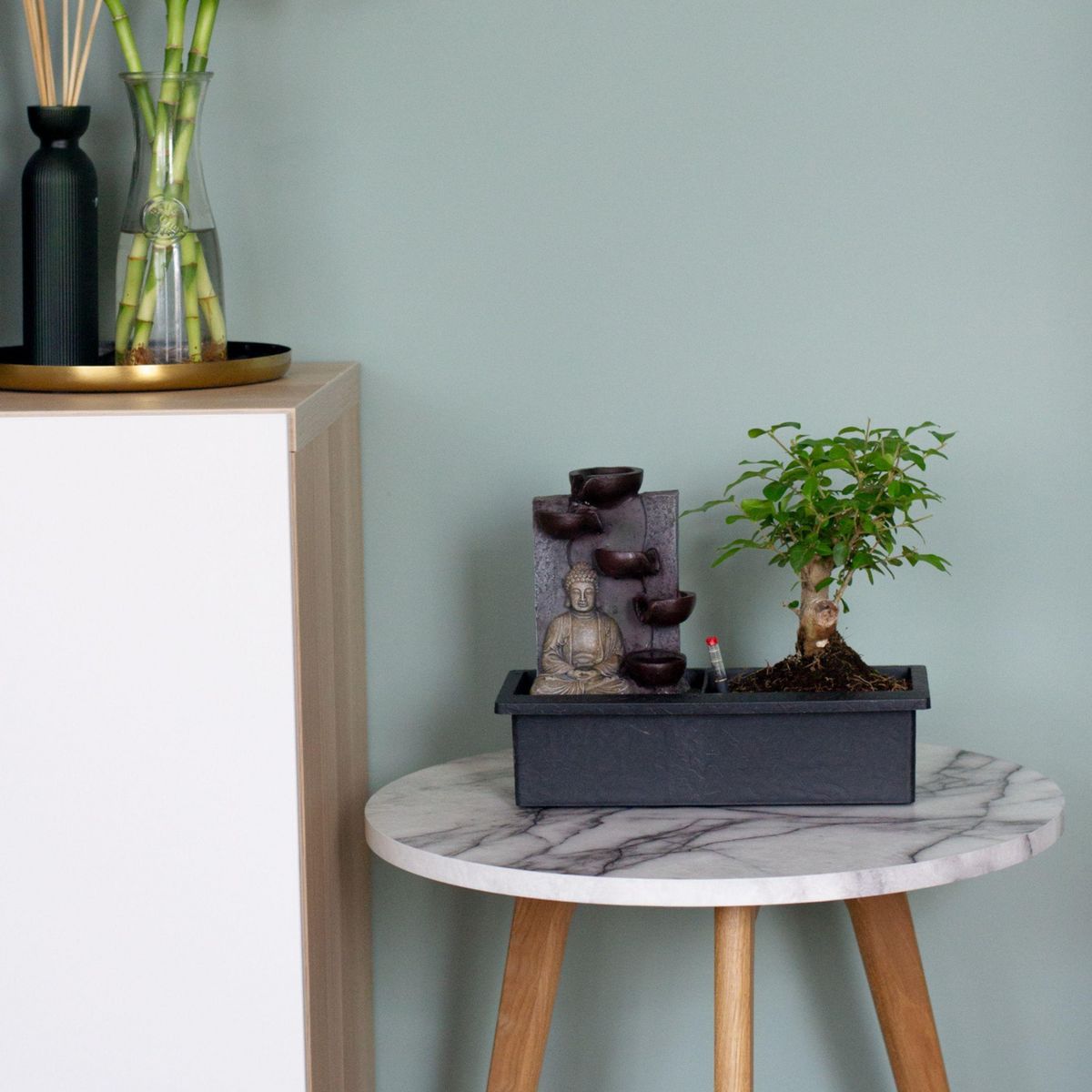 PLANT IN A BOX Bonsaï - Bonsai - Hauteur 25-35cm - ⌀29cm