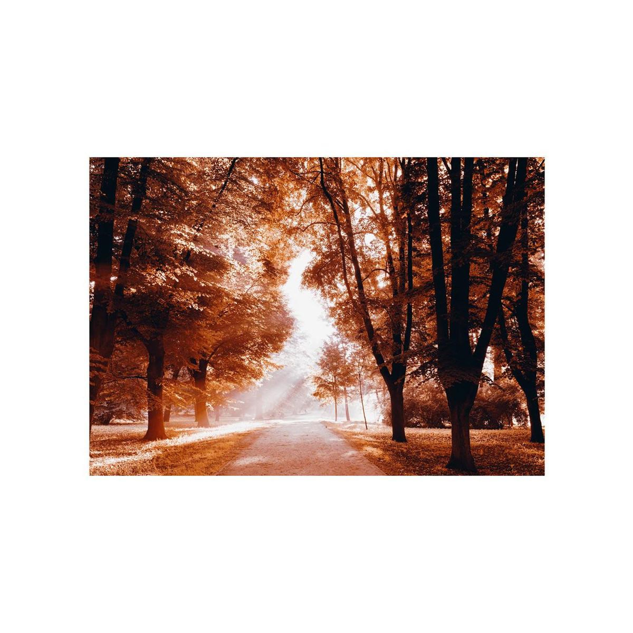 Voir la diapositive 2 : Paris Prix Papier Peint  Autumn Park