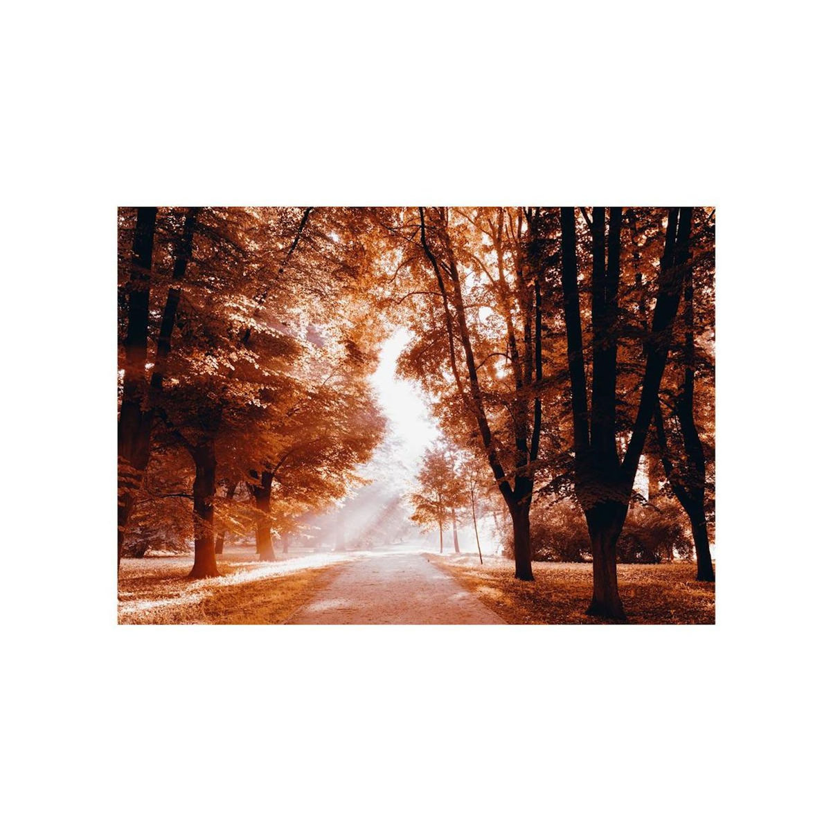 Paris Prix Papier Peint  Autumn Park