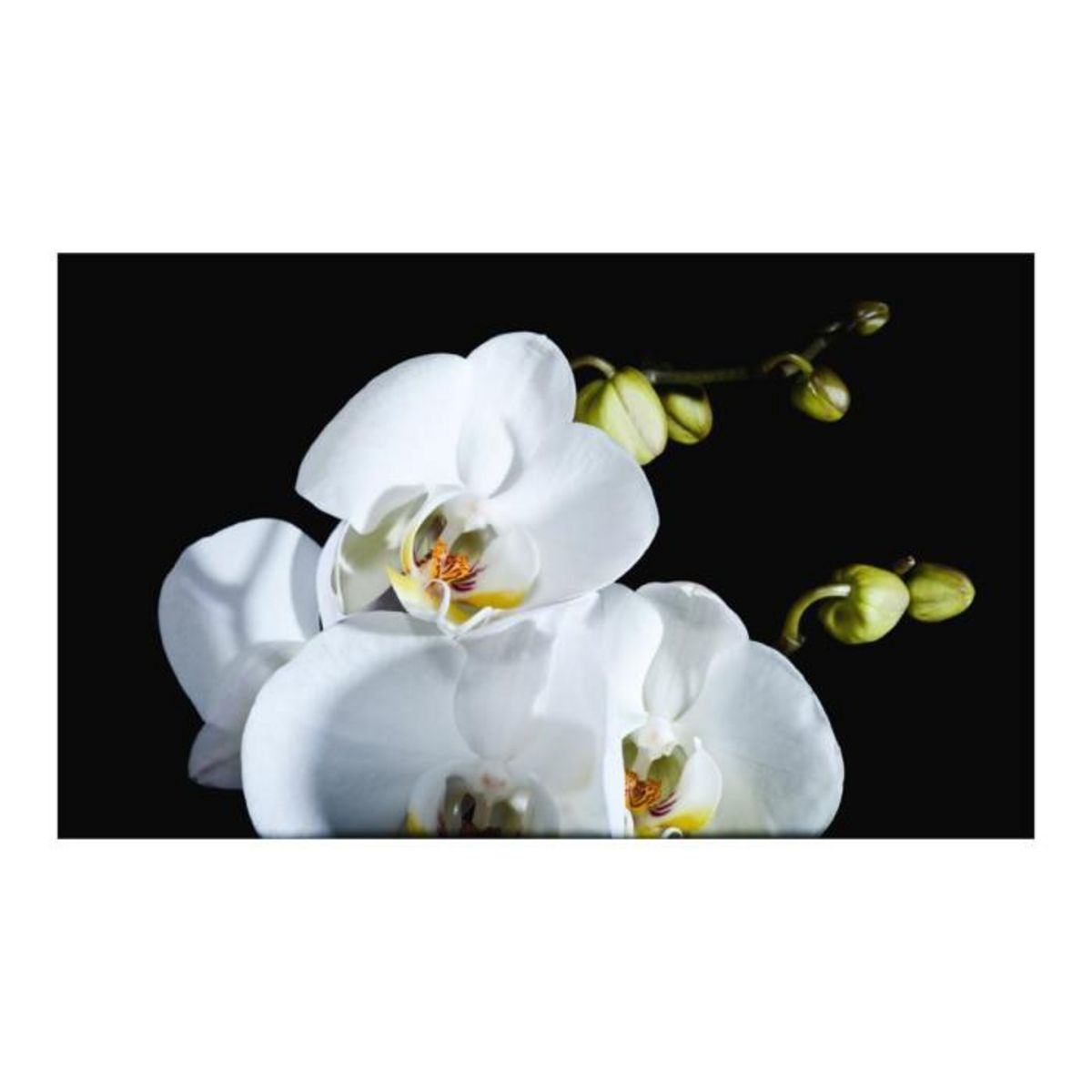 Paris Prix Papier Peint  Phalaenopsis  270x450cm