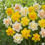 Voir la diapositive 5 : PLANT IN A BOX Narcisse - Set de 10 - Narcissus 'Double Mix' - Bulbes à fleurs