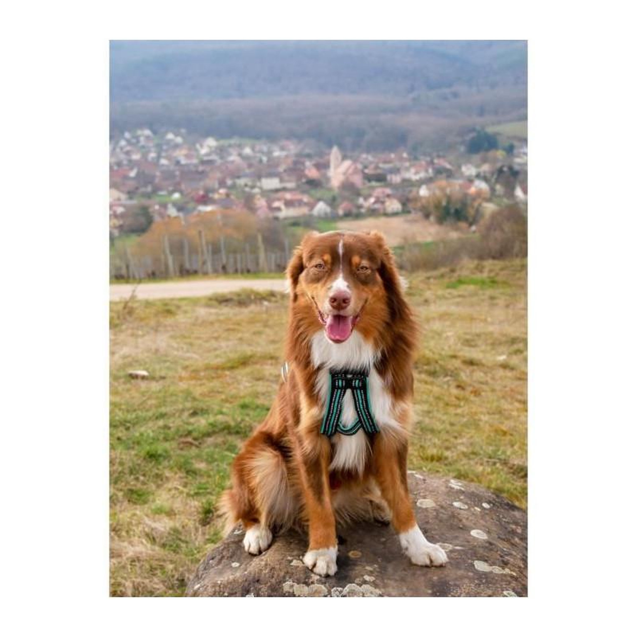 Voir la diapositive 3 : Harnais de traction pour chien - OLYMPIA - M - Type X-back - Bleu