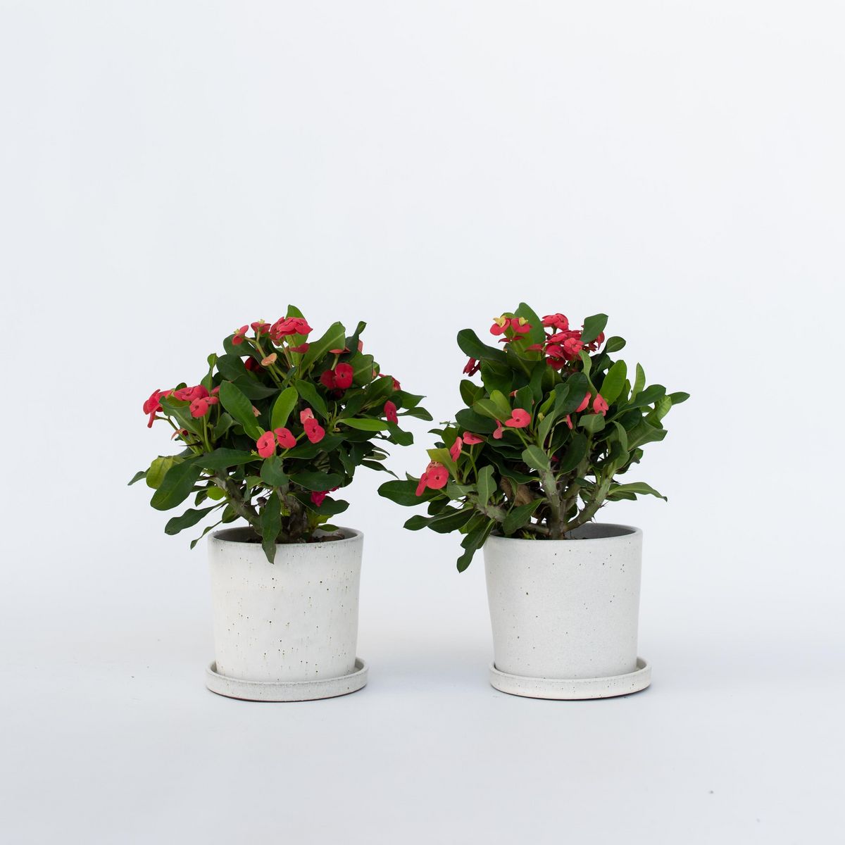 PLANT IN A BOX Euphorbe de Madagascar - Set de 2 - Euphorbia 'Milii' - Hauteur 25-35cm - ⌀13cm
