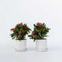 Voir la diapositive 6 : PLANT IN A BOX Euphorbe de Madagascar - Set de 2 - Euphorbia 'Milii' - Hauteur 25-35cm - ⌀13cm