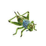 Hansa Sauterelle Verte 35cmL - Anima