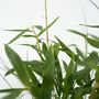 Voir la diapositive 3 : PLANT IN A BOX Bambou non-traçant - Set de 18 - Fargesia 'Asian Wonder' - H25-40cm - ⌀13cm