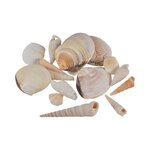 Paris Prix Assortiment de Coquillages  Shellfish  100g Naturel