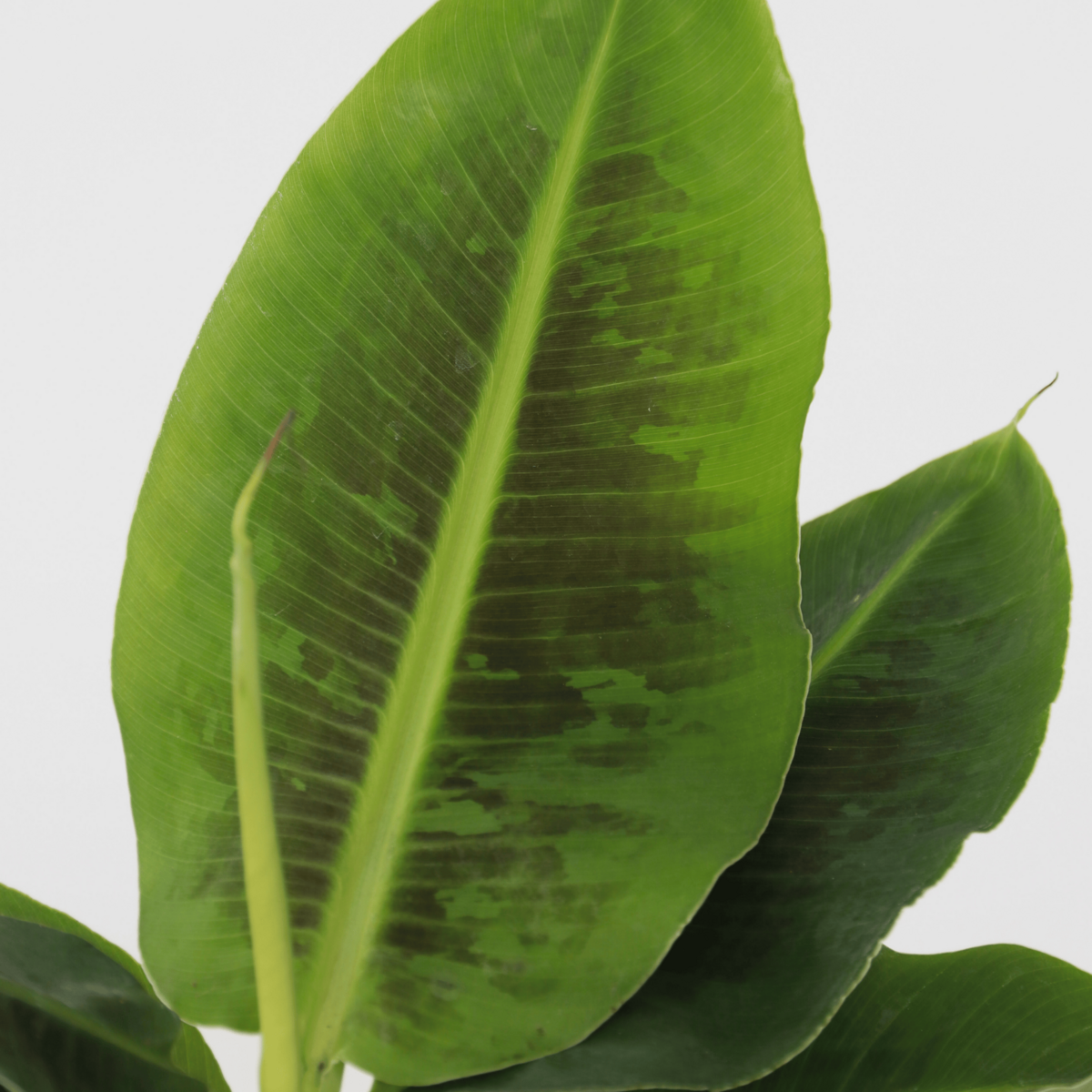 PLANT IN A BOX Bananaier nain - Set de 2 - Musa 'Oriental Dwarf' - Hauteur 25-40cm - ⌀12cm