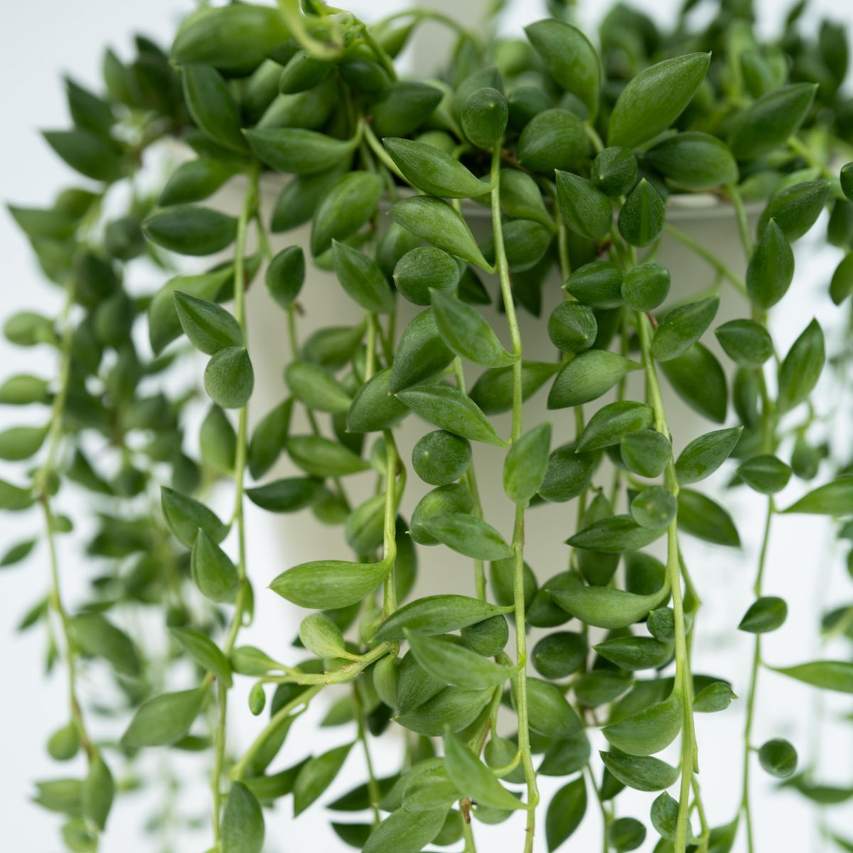 PLANT IN A BOX Plante collier de perles - Set de 2 - Senecio rowleyanus - H10-20cm - ⌀12cm