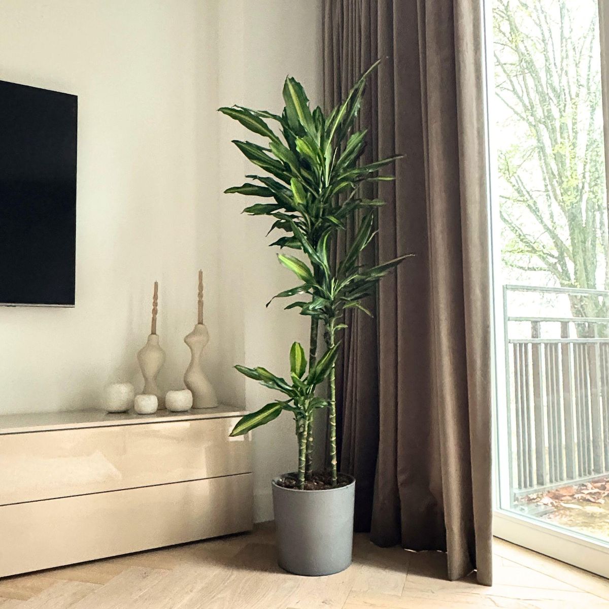 PLANT IN A BOX Dragonnier - Dracaena fragrans 'Cintho' - Hauteur 140-150cm - ⌀24cm