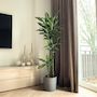 Voir la diapositive 4 : PLANT IN A BOX Dragonnier - Dracaena fragrans 'Cintho' - Hauteur 140-150cm - ⌀24cm